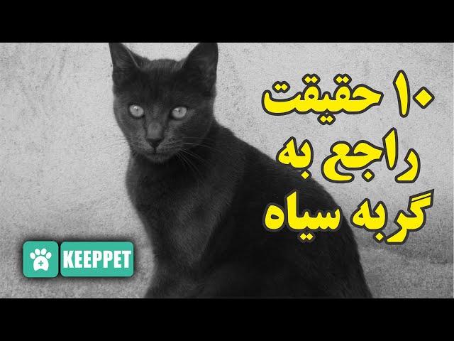 10 حقیقت راجع به گربه سیاه