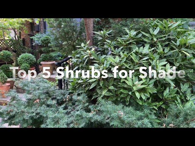 My Top Shrubs for Shade