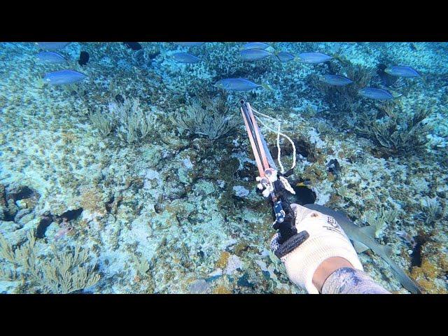 Unbelievable Catch Over 1000 Pounds Of Fish Speared While Camping On a Remote Island