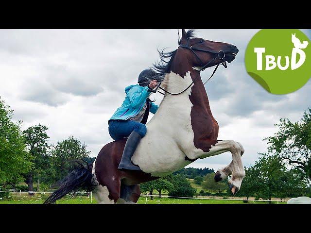 Pferdeflüstern (Folge 71) | Tiere bis unters Dach