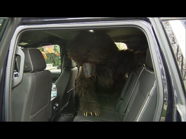 Did Human in Bear Costume Damage Cars for Insurance Scam?