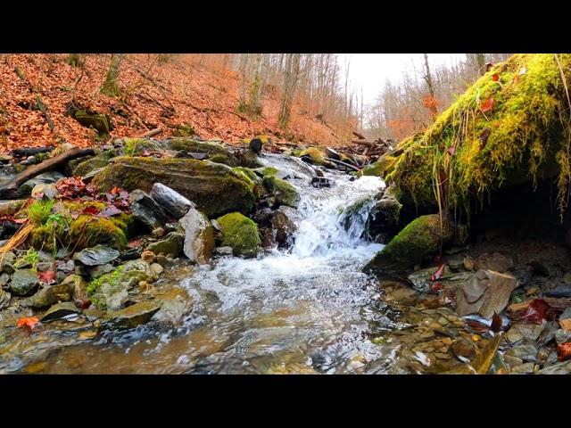 Amazing Nature Scenery Relaxing Nature Video| Tufael Ahmed Shahin .