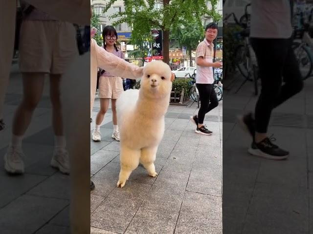 이 동네 인싸 #shorts #알파카 #Alpaca