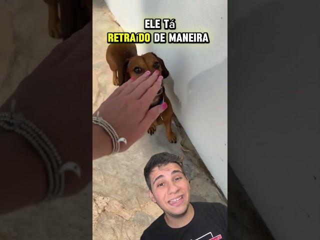 ⁉️MORDEU DO NADA⁉️ #pets #caes #cachorro #animaisdeestimação #animaisengraçados #remix #react