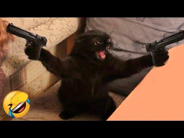 Funniest Animals  New Funny Cats and Dogs Videos  - Ep.18