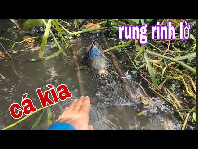 Đúng Như Câu Buồn Ngủ Gặp Chiếu Manh Thăm Lờ Cá Lóc Vào Mùa Mưa # SĂN BẮT ĐỒNG THÁP #
