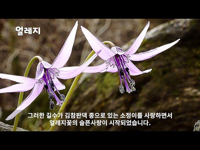 Wildflower story that debuts in the world 9th episode elegy flowerlanguage Jealousy Dog tooth Violet