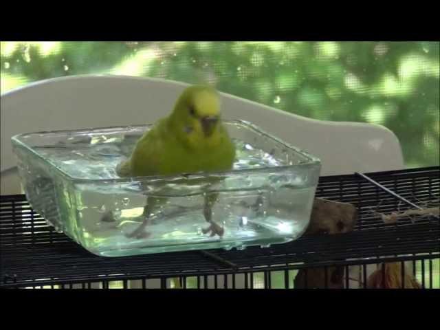 Budgie Taking a Bath.. HD Quality!!