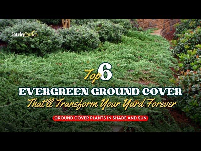 6 Evergreen Ground Cover Plants That'll Transform Your Yard Forever 