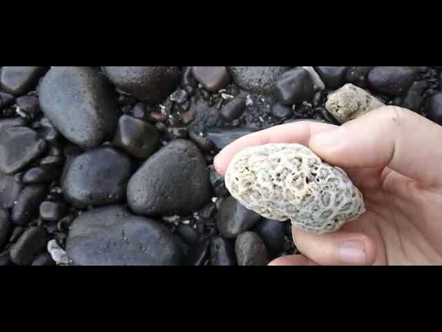 Xmandre find Fossil of the Coral Barriere on Philippines Beach #nasio ️