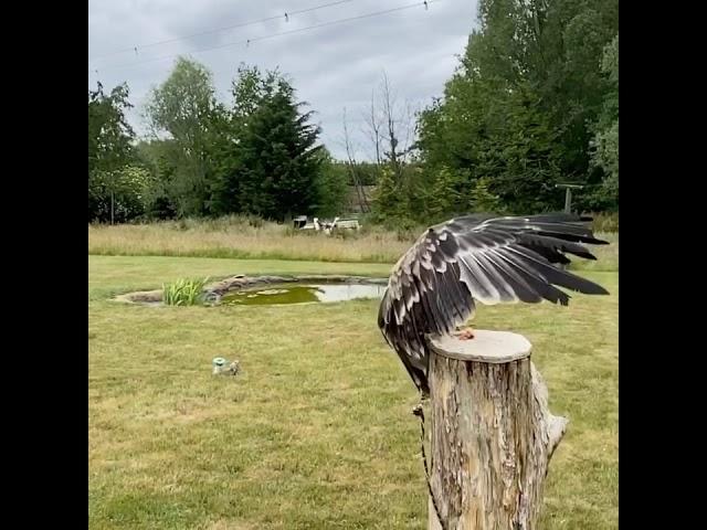 Lavenham falconry the raptor conservancy