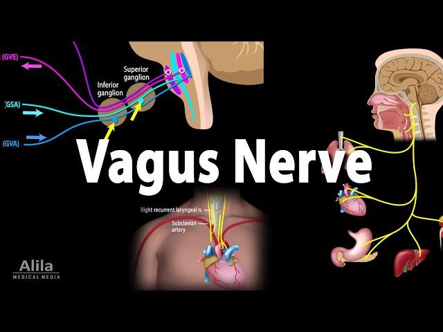 Vagus Nerve - Neuroanatomy and Functions, Animation