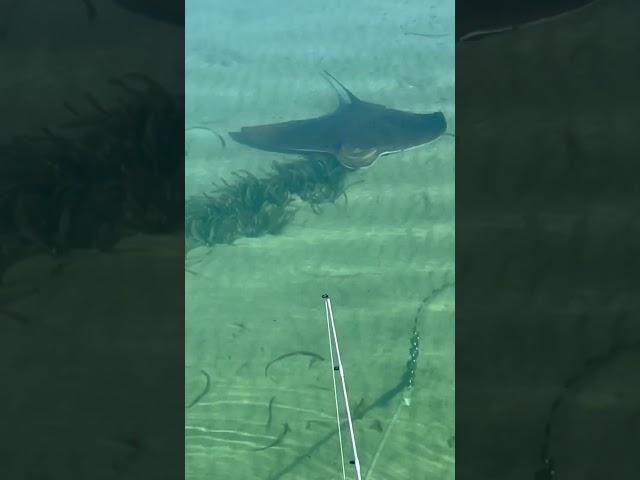 A beautiful, inquisitive stingray , Smoky Bay . South Australia. Crystal clear water