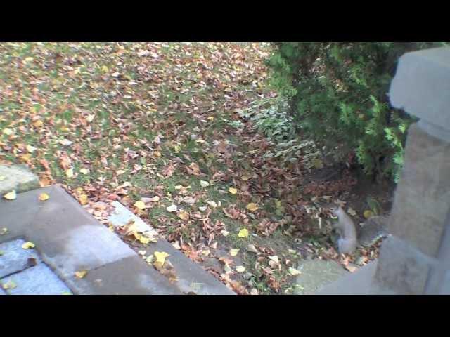 Jason the squirrel helps to clean up yard. (HD)