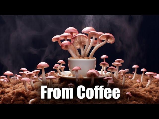 Pink Oyster Mushrooms from Coffee  Time Lapse