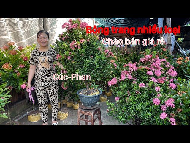 Bông trang Mỹ Hồng,phớt tím,Mỹ vàng chào bán giá rẻ…/ 0703236412.Cúc-Phan