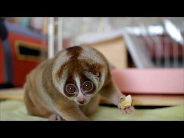 Slow Loris eating Banana