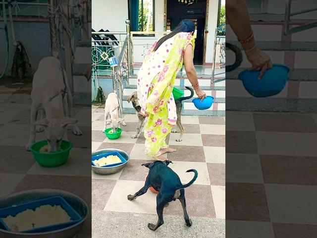 cute dog #doglover#puppy #labrador #shortvideo #