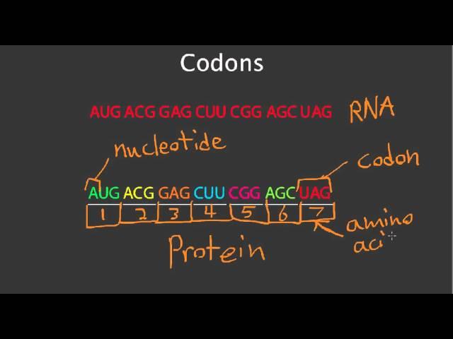 Codons