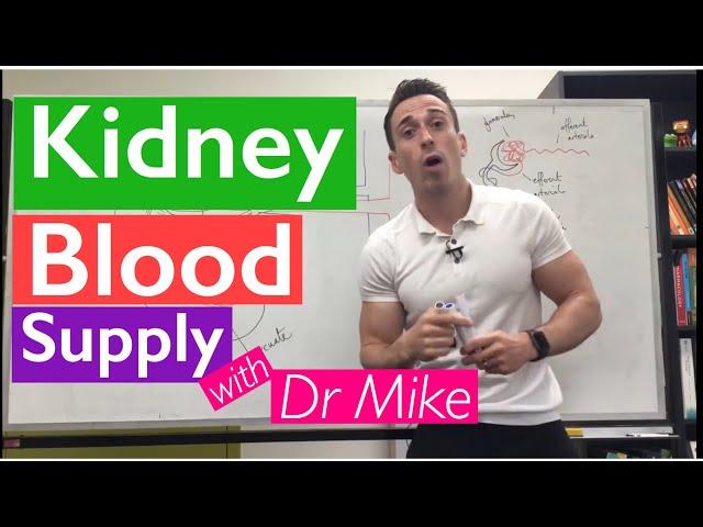 Kidney Blood Supply