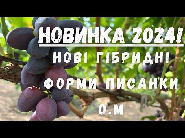 Нові гібридні форми Писанки О.М 2024