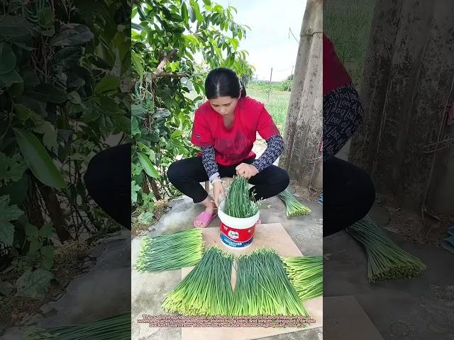 "Garlic Stem Sorting Hack! Quick Quality Control Method"