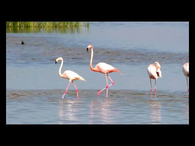 American Flamingo 4K Slow Motion - Panasonic HCV-X870