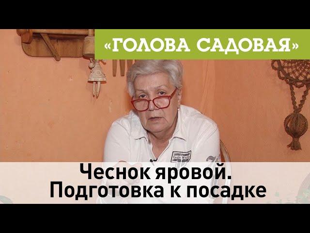 Голова садовая - Чеснок яровой. Подготовка к посадке