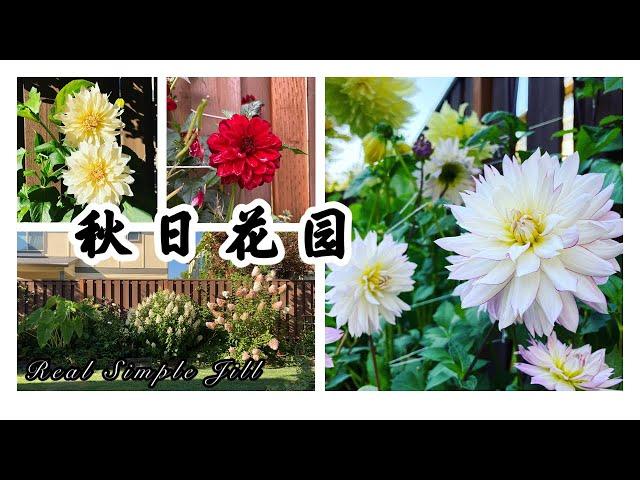 【花园欣赏】秋日花园2021 | 玫瑰 月季 大丽花 绣球 矮牵牛 百日菊 紫苑花 | Real Simple Jill