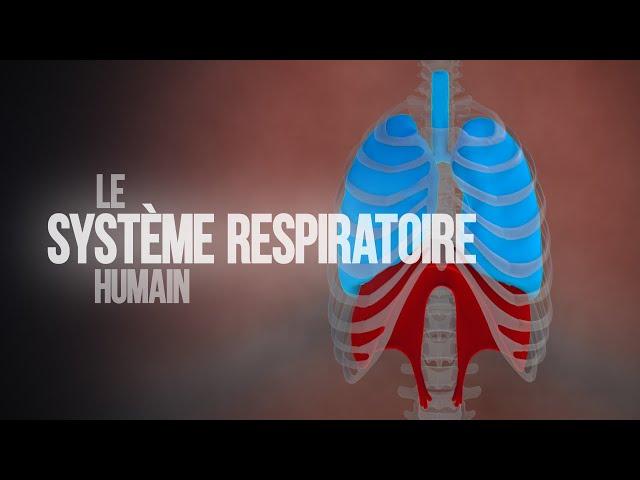 Comment fonctionne le système respiratoire humain ? (Animation)