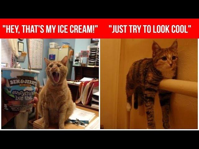 30 Funny Cats Pet Collection Proves Being Silly Is Their Job - Funny Kittens and Funny Cats 2018