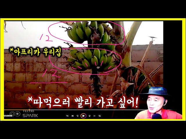 아프리카 우리집. 나무들이 어떻게 되었을까?