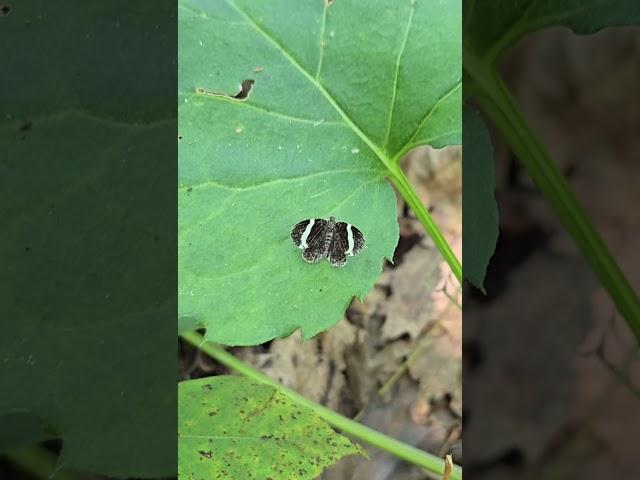 White-striped Black Moth #nature #naturelovers #insects #lepidoptera #moths