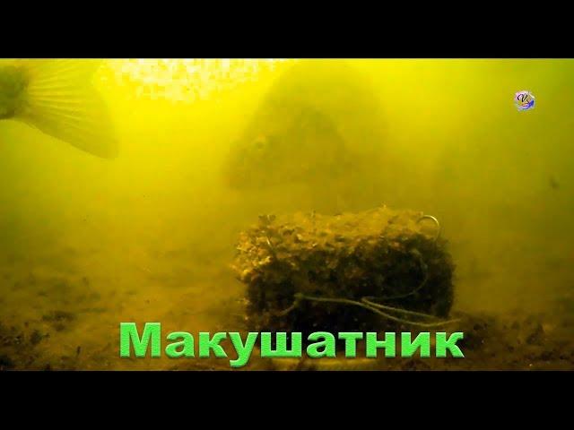 Макушатник. Съемка под водой на озере. underwater. Рыбалка. Fishing. Снасть для карпа, сазана