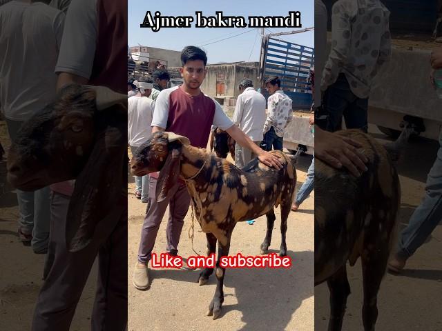 100kg+ SEROI GOAT FOR SELL AJMER BAKRA MANDI LIVE UPDATE