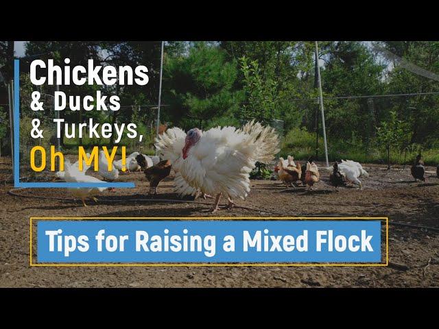 Chickens and Ducks and Turkeys, Oh My! Tips for Raising a Mixed Flock