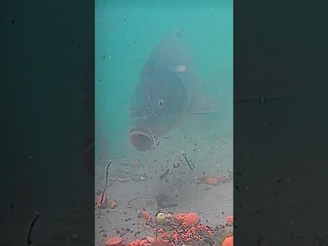 Секреты ловли карпа с подводной камерой!  #underwater #карфпишинг