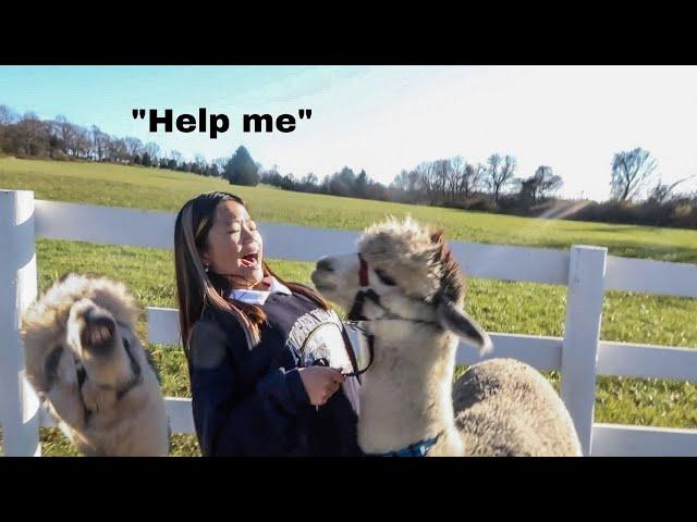 WE MADE FRIENDS WITH AN ALPACA!! (jk he kept spitting on us)