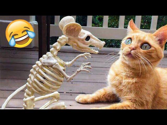 Funniest Animals 2023  Funny Cats and Dogs  | Funny Animal Videos