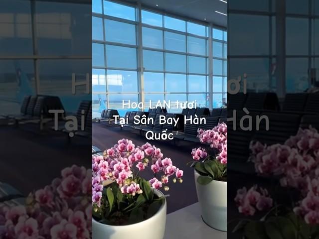 #ngaphanusa #koreanairport #cuộcsốngmỹ #cuocsongmy