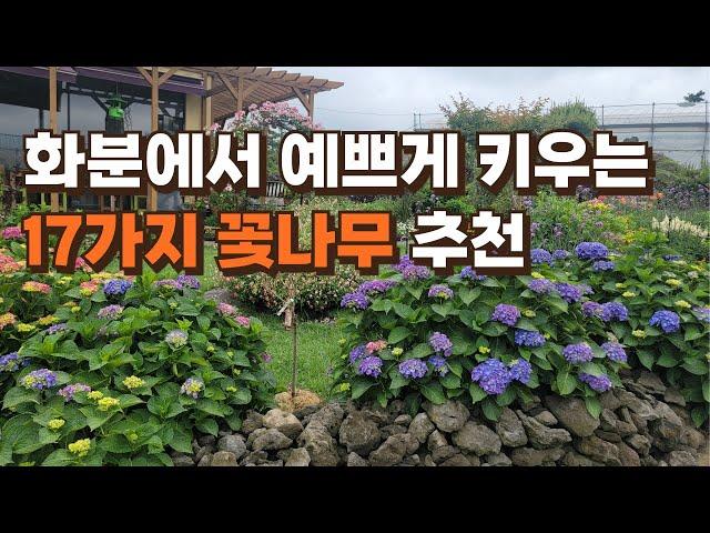 화분에서 예쁘게 키울 수 있는 17가지 꽃나무 추천합니다.