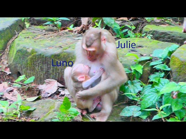 Never seen before ! Julie allow baby Luno drink milk instead her baby Jennifer | Best Action