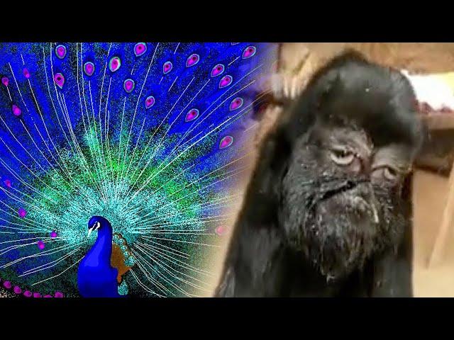 Most Unbelievable Rare Animals Found In China