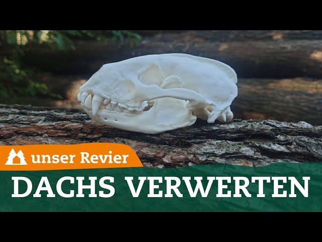 7 Tipps wie Du Dachse verwerten kannst | Vom Dachsschädel bis zum Wildbret | unser Revier | #75