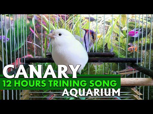 CANARY TRAINING VIDEO 12h