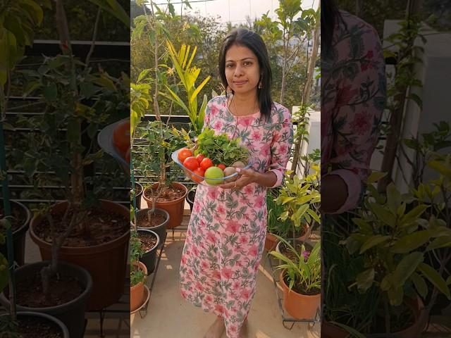 Harvesting Fruits and Veggies from my Terrace Garden #terracegarden #fruit #shorts