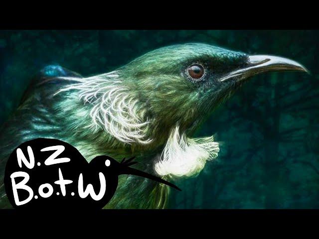 Tūī - New Zealand Bird of the Week