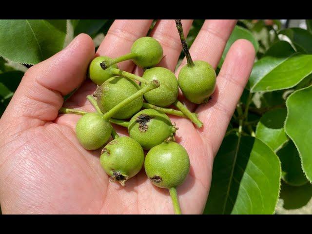 Growing Asian Pear Trees Part 4 - 7 Months Progress