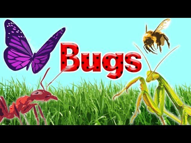 10 Interesting Insects || Insects for Kids  || Bugs for Kids