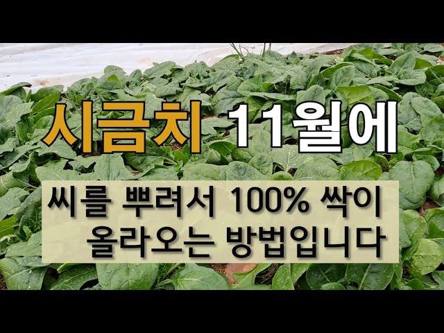 시금치 11월에 씨를 뿌려서 100% 싹이 올라오는 방법입니다 #시금치 가꾸기 #겨울시금치 잘 가꾸는 방법 #시금치 보온방법.